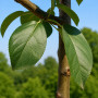 Яблуня Голден Хорнет (Malus Golden Hornet) 16-18 см, 350 см, C95