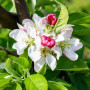 Яблуня Голден Хорнет (Malus Golden Hornet) 16-18 см, 350 см, C95