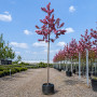 Яблуня Мокум (Malus Mokum) 14-16 см, Ра 200 см, С38