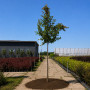 Яблуня Мокум (Malus Mokum) 14-16 см, Ра 200 см, С38