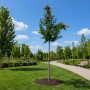 Яблуня Мокум (Malus Mokum) 14-16 см, Ра 200 см, С38