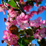 Яблуня Мокум (Malus Mokum) 14-16 см, Ра 200 см, С38