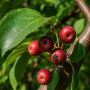 Яблуня Мокум (Malus Mokum) 14-16 см, Ра 200 см, С38