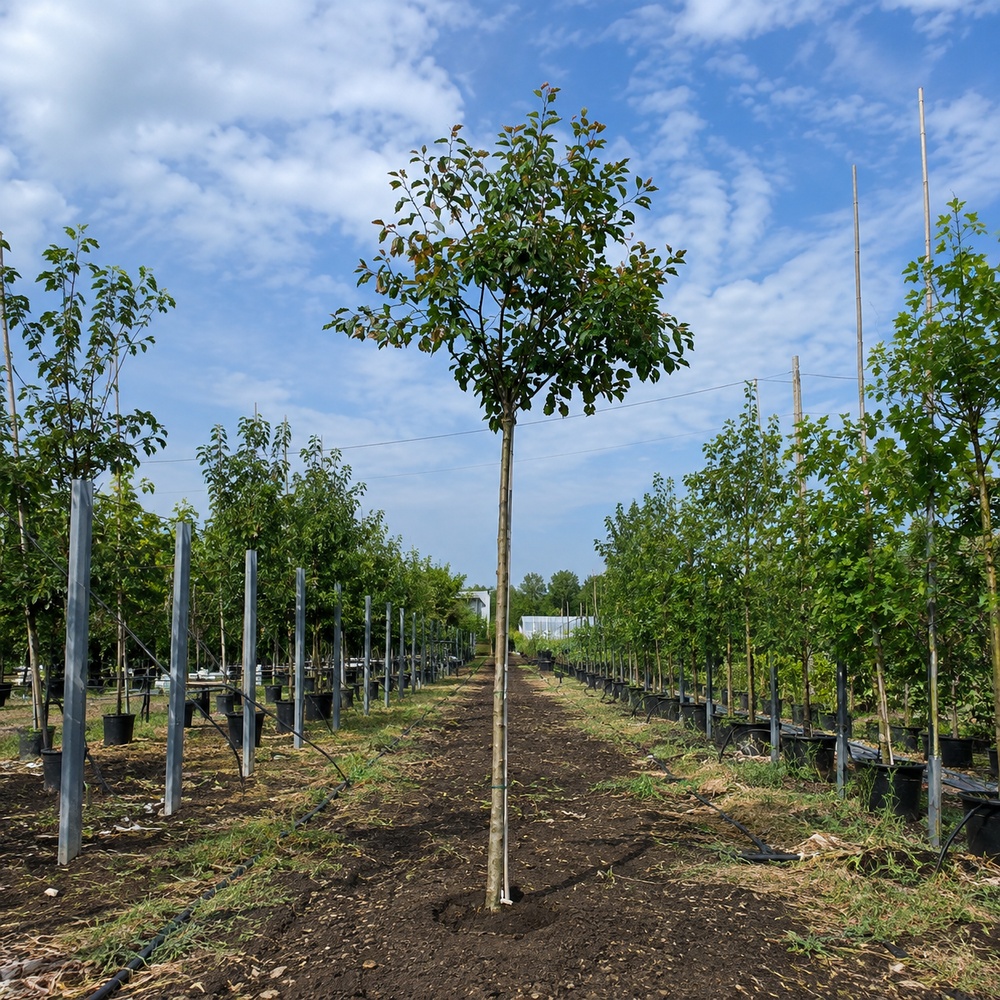 Яблуня Мокум (Malus Mokum) 18-20 см, 350 см, С79