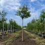 Яблуня Мокум (Malus Mokum) 18-20 см, 350 см, С79