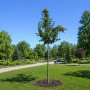 Яблуня Мокум (Malus Mokum) 18-20 см, 350 см, С79