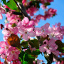 Яблуня Мокум (Malus Mokum) 18-20 см, 350 см, С79