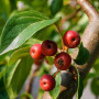 Яблуня Мокум (Malus Mokum) 18-20 см, 350 см, С79