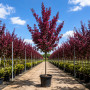 Яблуня Роялті (Malus Royalty) 
