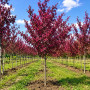 Яблуня Роялті (Malus Royalty) 