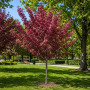 Яблуня Роялті (Malus Royalty) 