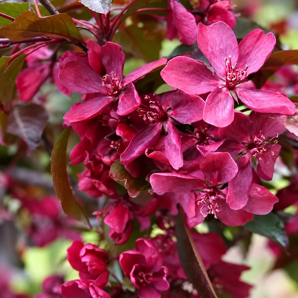Яблуня Роялті (Malus Royalty) 