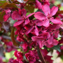 Яблуня Роялті (Malus Royalty) 