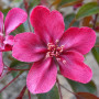 Яблуня Роялті (Malus Royalty) 