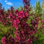 Яблуня Роялті (Malus Royalty) 