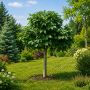Ясен білий Мекцек (Fraxinus ornus Mecsek) 12-14см, Ра 220+см, С38