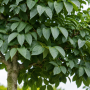 Ясен білий Мекцек (Fraxinus ornus Mecsek) 12-14см, Ра 220+см, С38