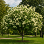 Ясен білий Мекцек (Fraxinus ornus Mecsek) 12-14см, Ра 220+см, С38
