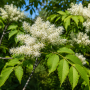 Ясен білий Мекцек (Fraxinus ornus Mecsek) 12-14см, Ра 220+см, С38