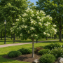 Ясен білий Мекцек (Fraxinus ornus Mecsek) 12-14см, Ра 220+см, С38