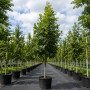 Ясен звичайний (Fraxinus excelsior) 12-14см, 400+см, С95