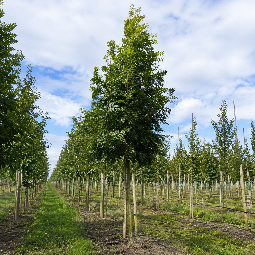 Ясен звичайний (Fraxinus excelsior) 12-14см, 400+см, С95