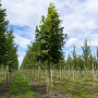 Ясен звичайний (Fraxinus excelsior) 12-14см, 400+см, С95