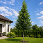 Ясен звичайний (Fraxinus excelsior) 12-14см, 400+см, С95