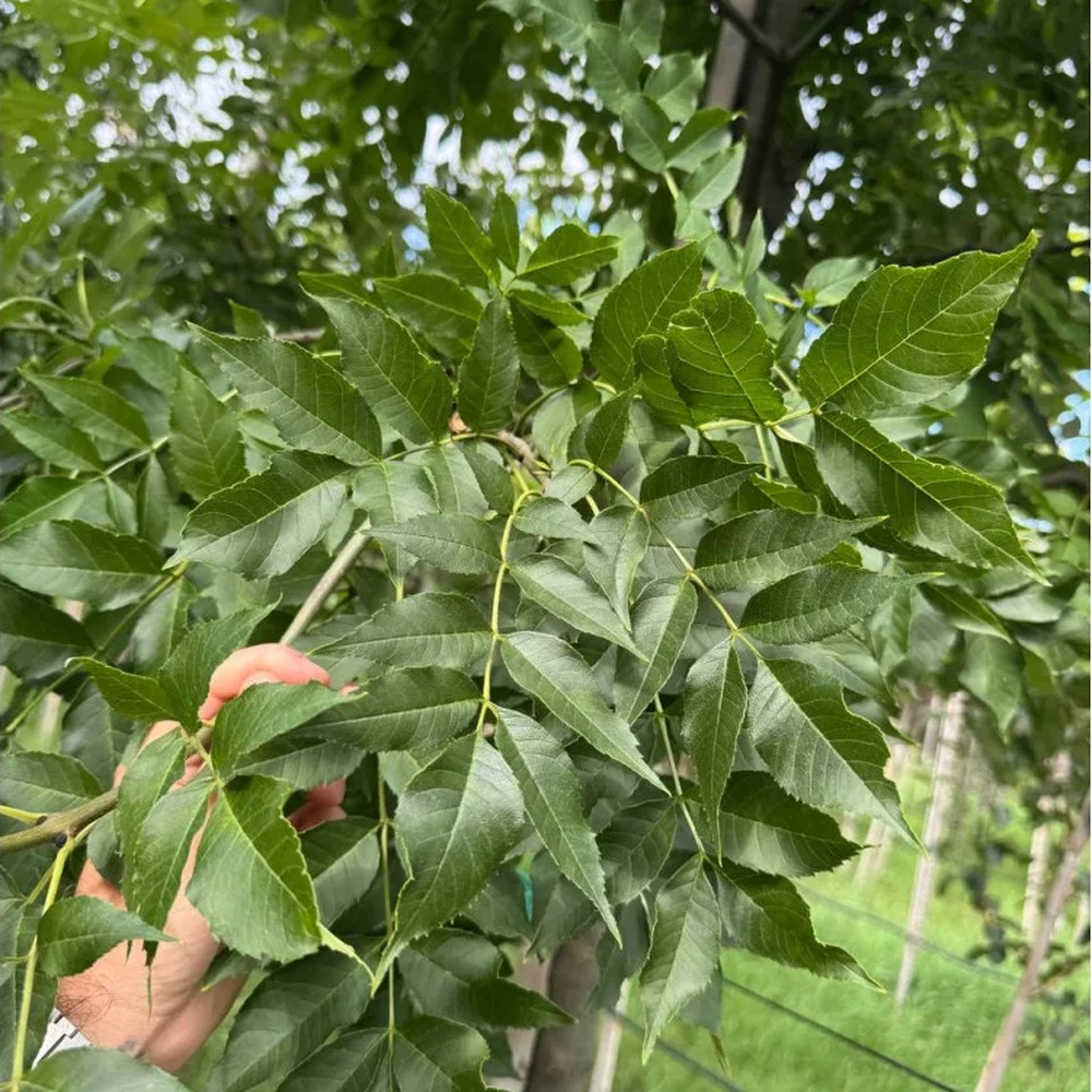 Ясен звичайний (Fraxinus excelsior) 12-14см, 400+см, С95
