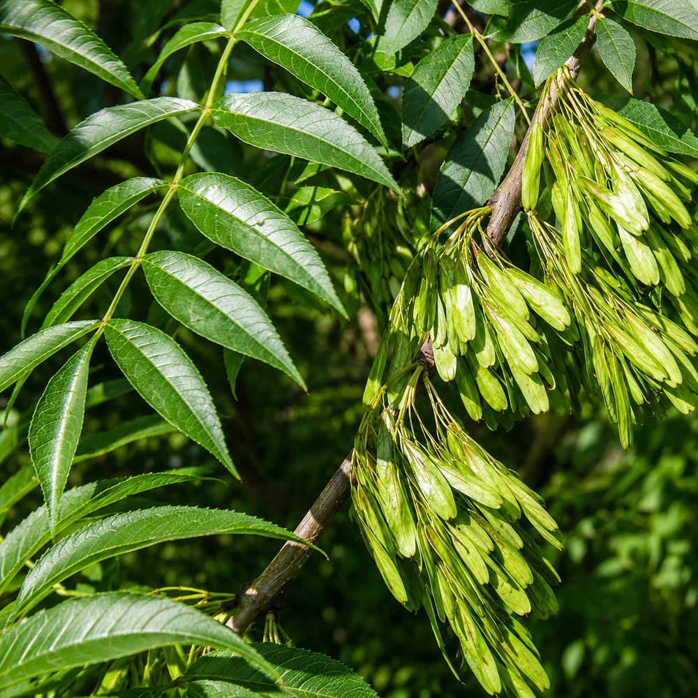 Ясен звичайний (Fraxinus excelsior) 12-14см, 400+см, С95
