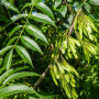 Ясен звичайний (Fraxinus excelsior) 12-14см, 400+см, С95