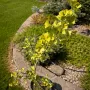 Гінкго білоба Давид (Ginkgo biloba David) Ра 80 см, С10