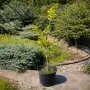 Гінкго білоба Давид (Ginkgo biloba David) Ра 80 см, С10