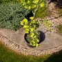 Гінкго білоба Давид (Ginkgo biloba David) Ра 80 см, С10