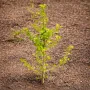 Гінкго білоба Давид (Ginkgo biloba David) Ра 80 см, С10