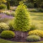 Гінкго білоба Давид (Ginkgo biloba David) Ра 80 см, С10