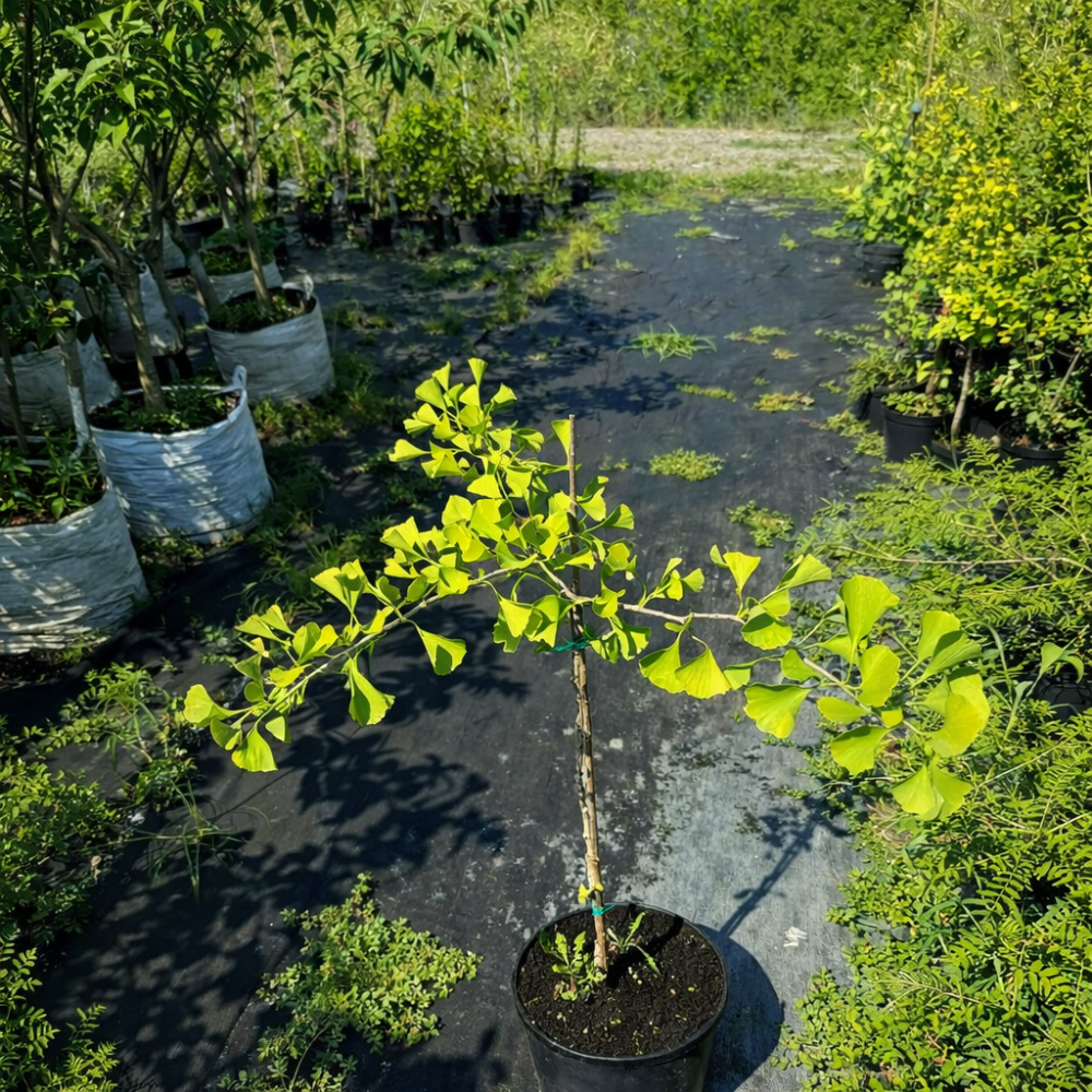 Гинкго Билоба "Менхир" (Ginkgo biloba "Menhir") PA 40-50 см, С5