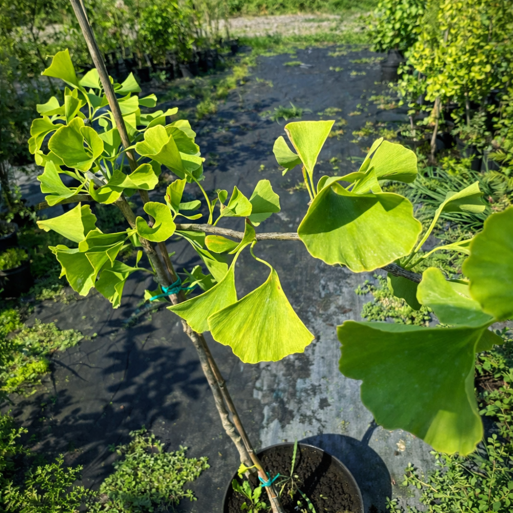 Гинкго Билоба "Менхир" (Ginkgo biloba "Menhir") PA 40-50 см, С5