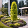 Гинкго Билоба "Менхир" (Ginkgo biloba "Menhir") PA 40-50 см, С5