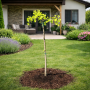 Гинкго Билоба "Менхир" (Ginkgo biloba "Menhir") PA 40-50 см, С5