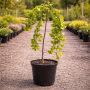 Гінкго білоба Pendula (Ginkgo biloba Pendula) 10-12 см, Ра 200 см, С38