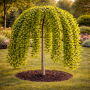 Гінкго білоба Pendula (Ginkgo biloba Pendula) 10-12 см, Ра 200 см, С38
