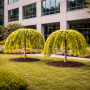 Гінкго білоба Pendula (Ginkgo biloba Pendula) 10-12 см, Ра 200 см, С38