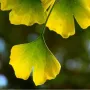 Гінкго білоба Pendula (Ginkgo biloba Pendula) 10-12 см, Ра 200 см, С38