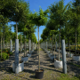 Гінкго дволопатеве Марікен (Ginkgo biloba Mariken)