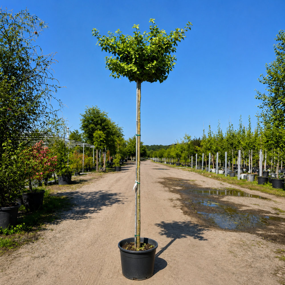 Гінкго дволопатеве Марікен (Ginkgo biloba Mariken)