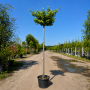 Гінкго дволопатеве Марікен (Ginkgo biloba Mariken)