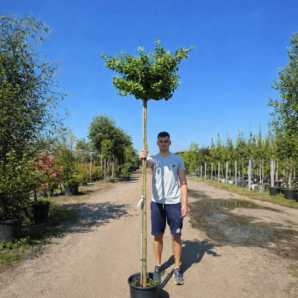 Гінкго дволопатеве Марікен (Ginkgo biloba Mariken)