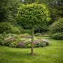 Гінкго дволопатеве Марікен (Ginkgo biloba Mariken)