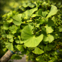 Гінкго дволопатеве Марікен (Ginkgo biloba Mariken)